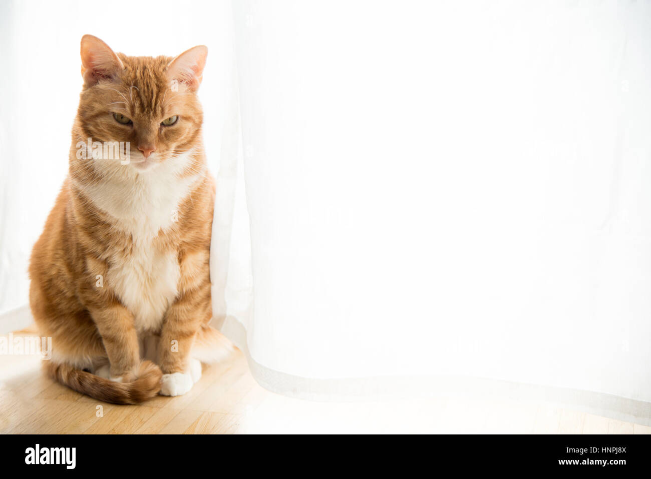 red ginger cat sitting on wooden floor in front of white curtain in sunlight Stock Photo