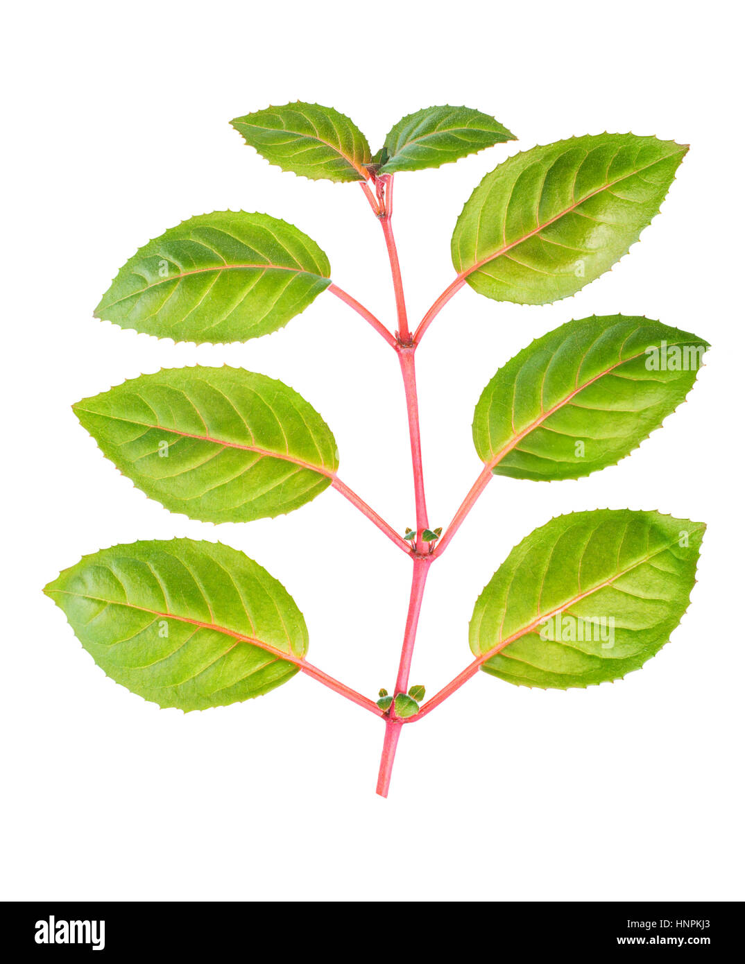 green and red twig of fuchsia with leaves is isolated on white background, close up Stock Photo