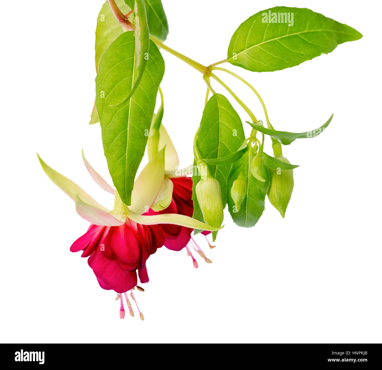 beautiful blooming hanging twig in shades of bright red fuchsia flower is isolated on white background, close up, Mood Indigo Stock Photo
