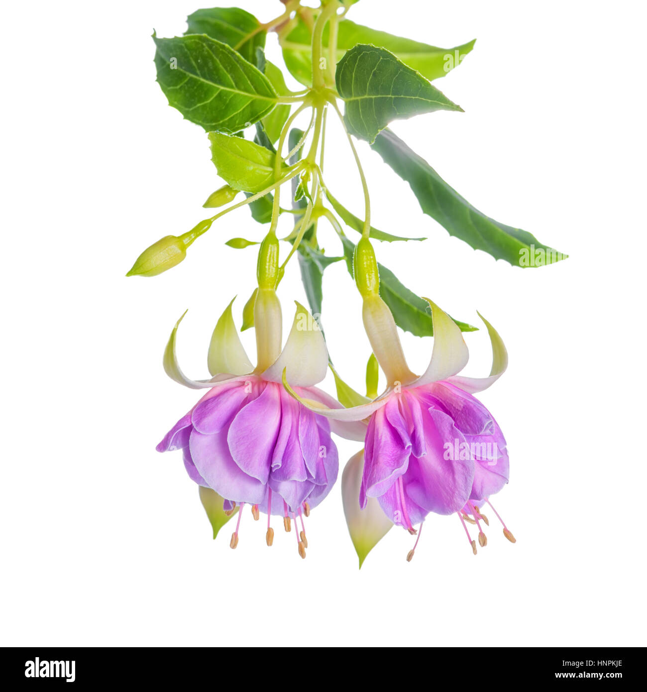beautiful blooming hanging twig of gentle lilac fuchsia flower is isolated on white background, close up, Hollys Beauty Stock Photo