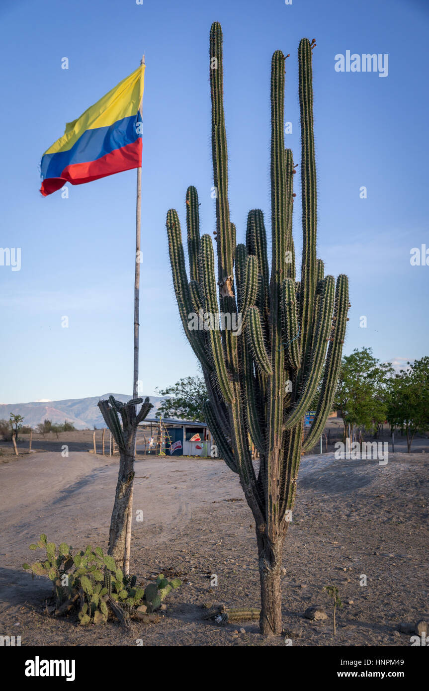 Colombian flag next to a huge cactus Stock Photo