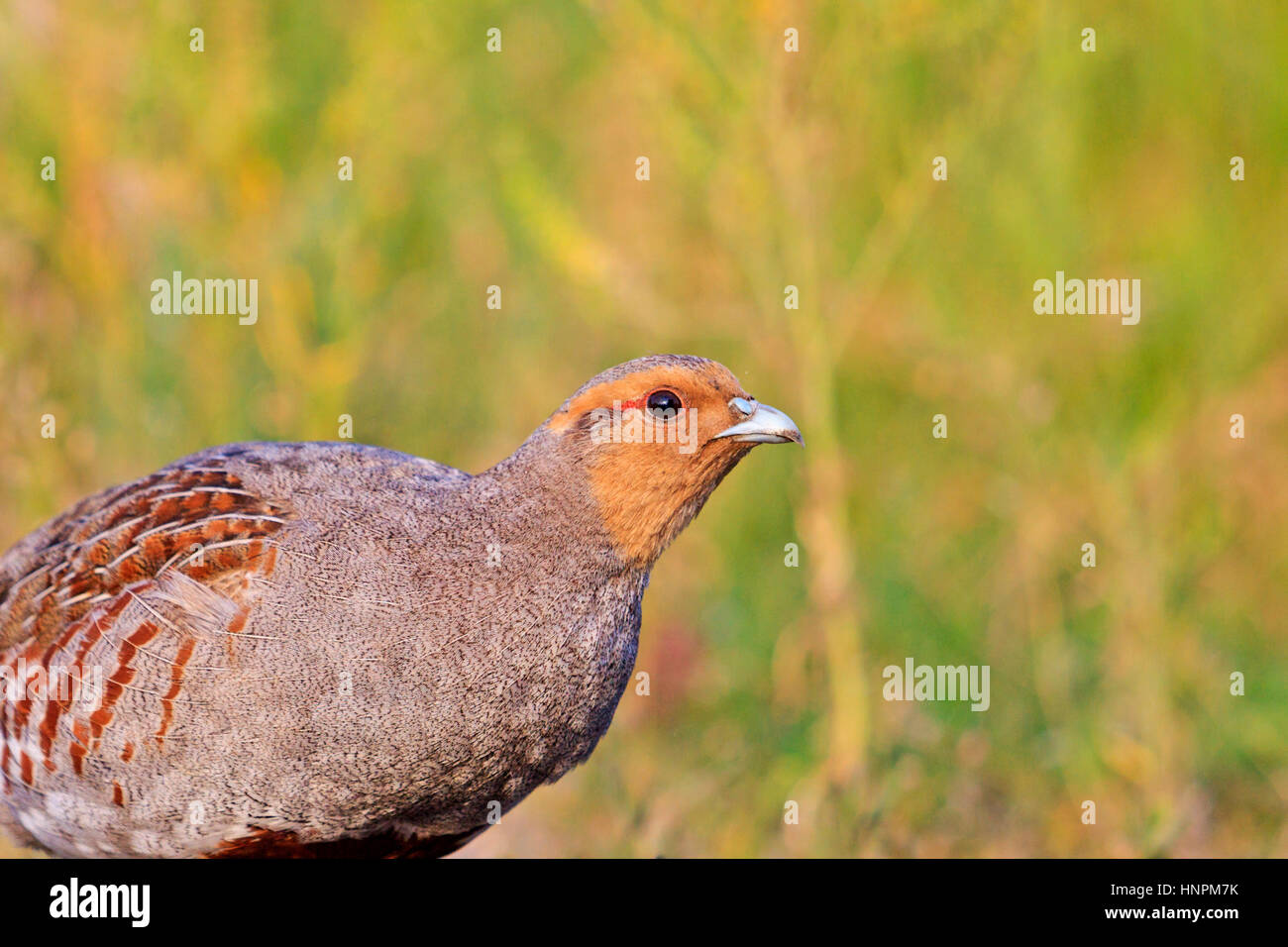 grey partridge portrait on field,Season 2017, opening of hunting, wildlife, wild bird Stock Photo