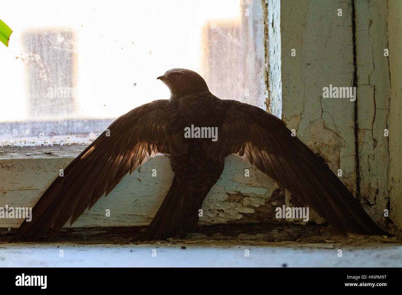 bird apus crashed,man and nature, common swift, accident and bird window Stock Photo