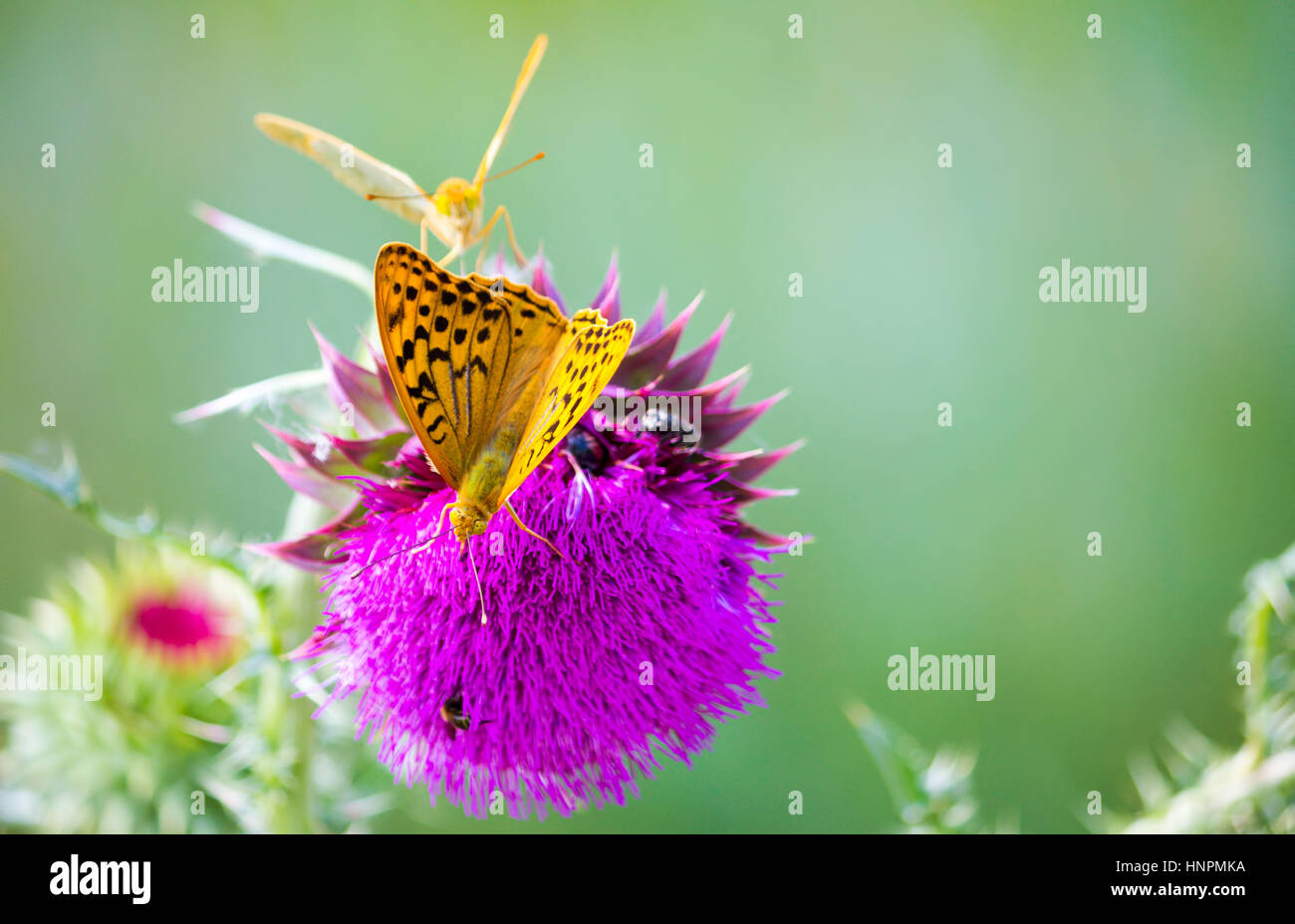 Pair of Argynnis pandora butterflies with opened wings sitting on a Cotton thistle flower Stock Photo