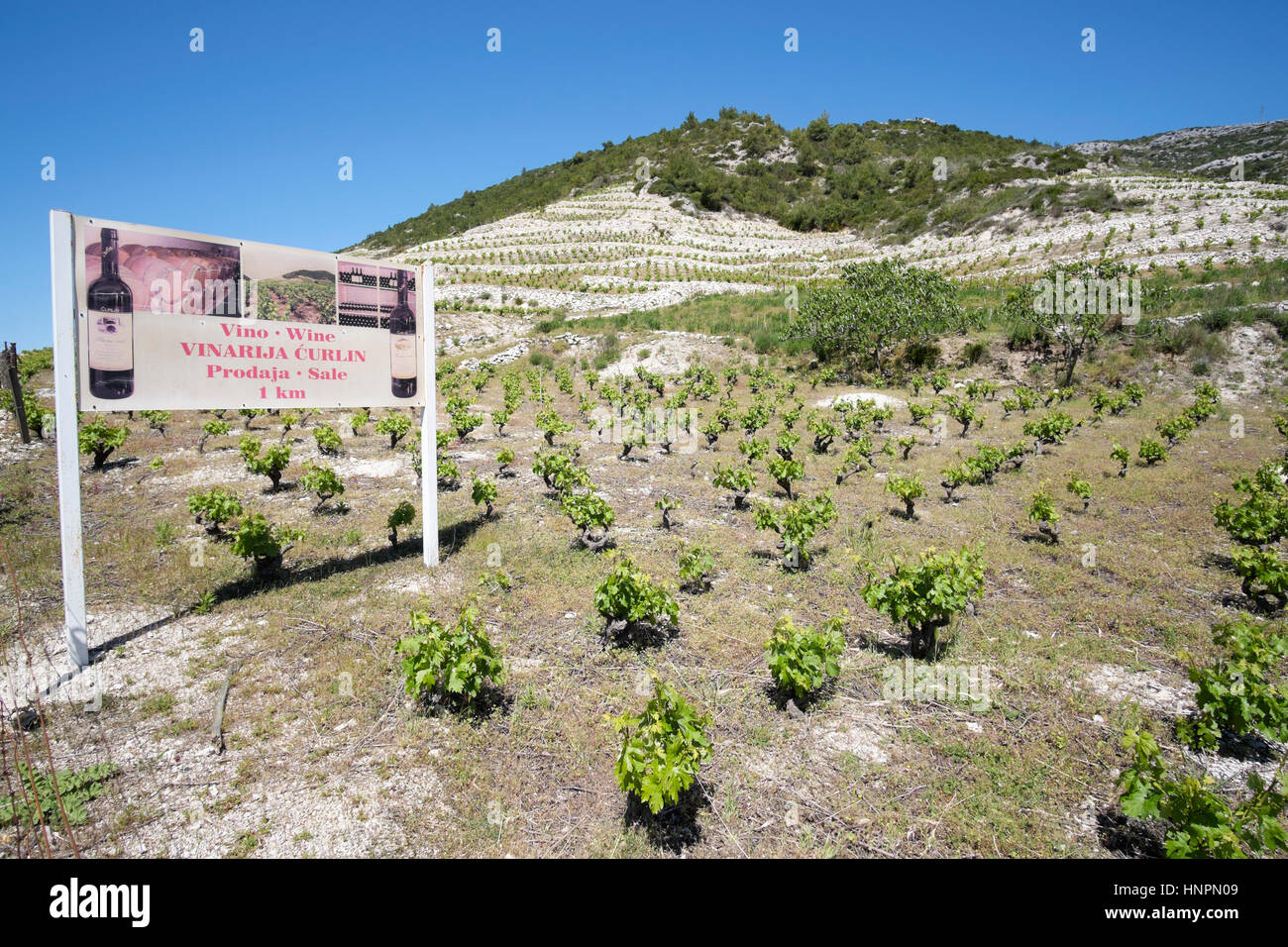 Curlin winery sign and vineyard, Plavac grape, Peljesac peninsula, Dalmatia, Croatia Stock Photo