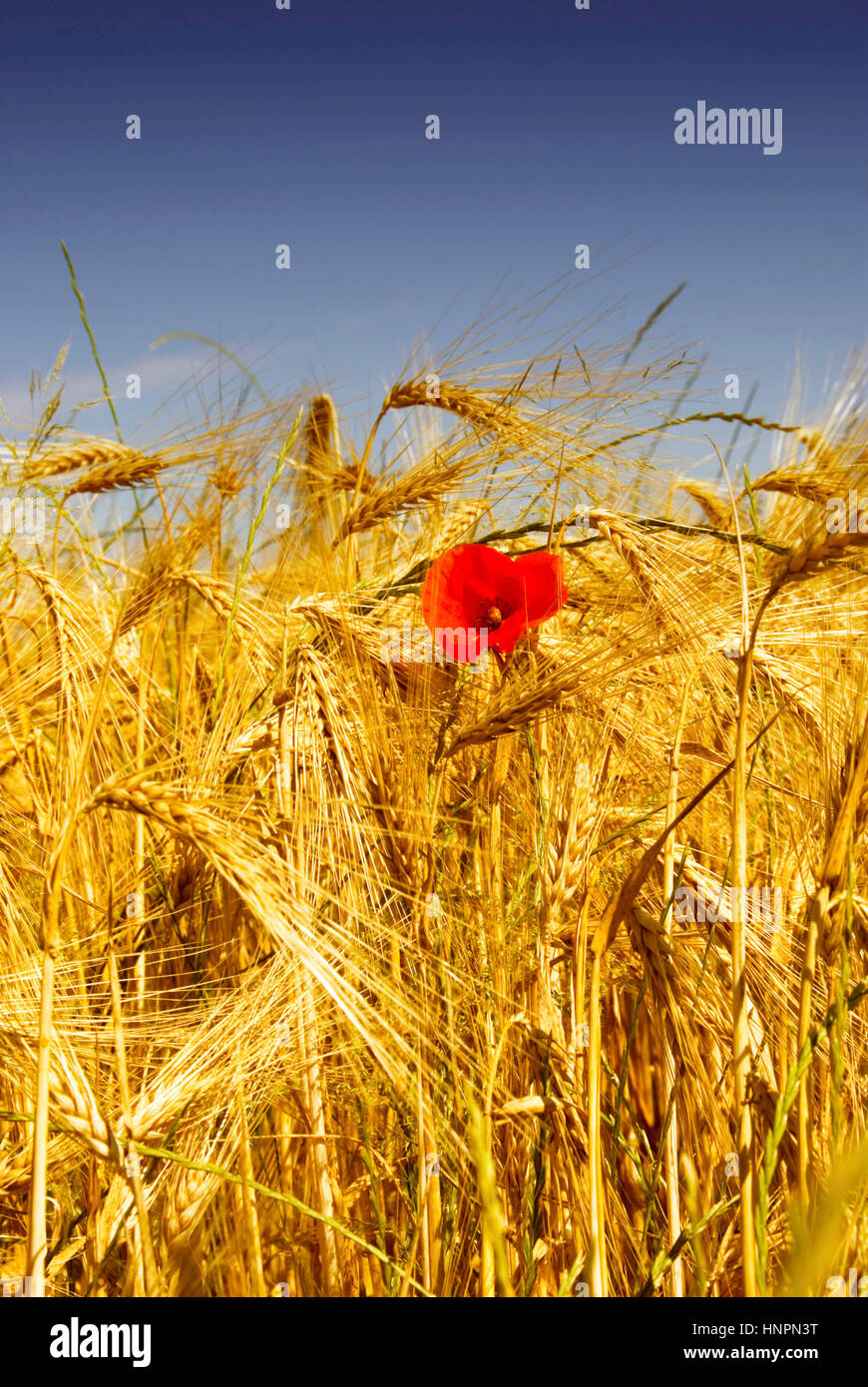 poppy flower in a field of corn Stock Photo - Alamy