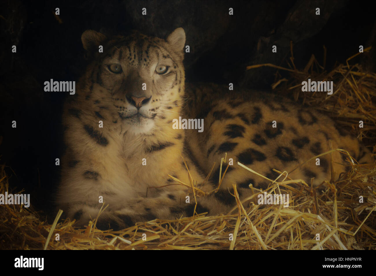Snow leopard laying down close hi-res stock photography and images - Alamy