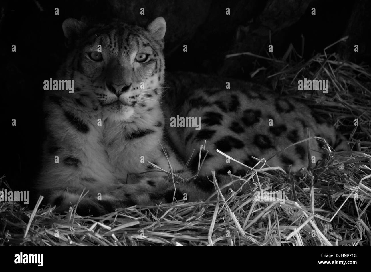 Close up of a snow leopard Stock Photo