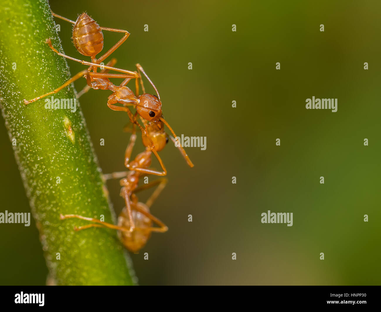 Ant Feeding High Resolution Stock Photography and Images Alamy