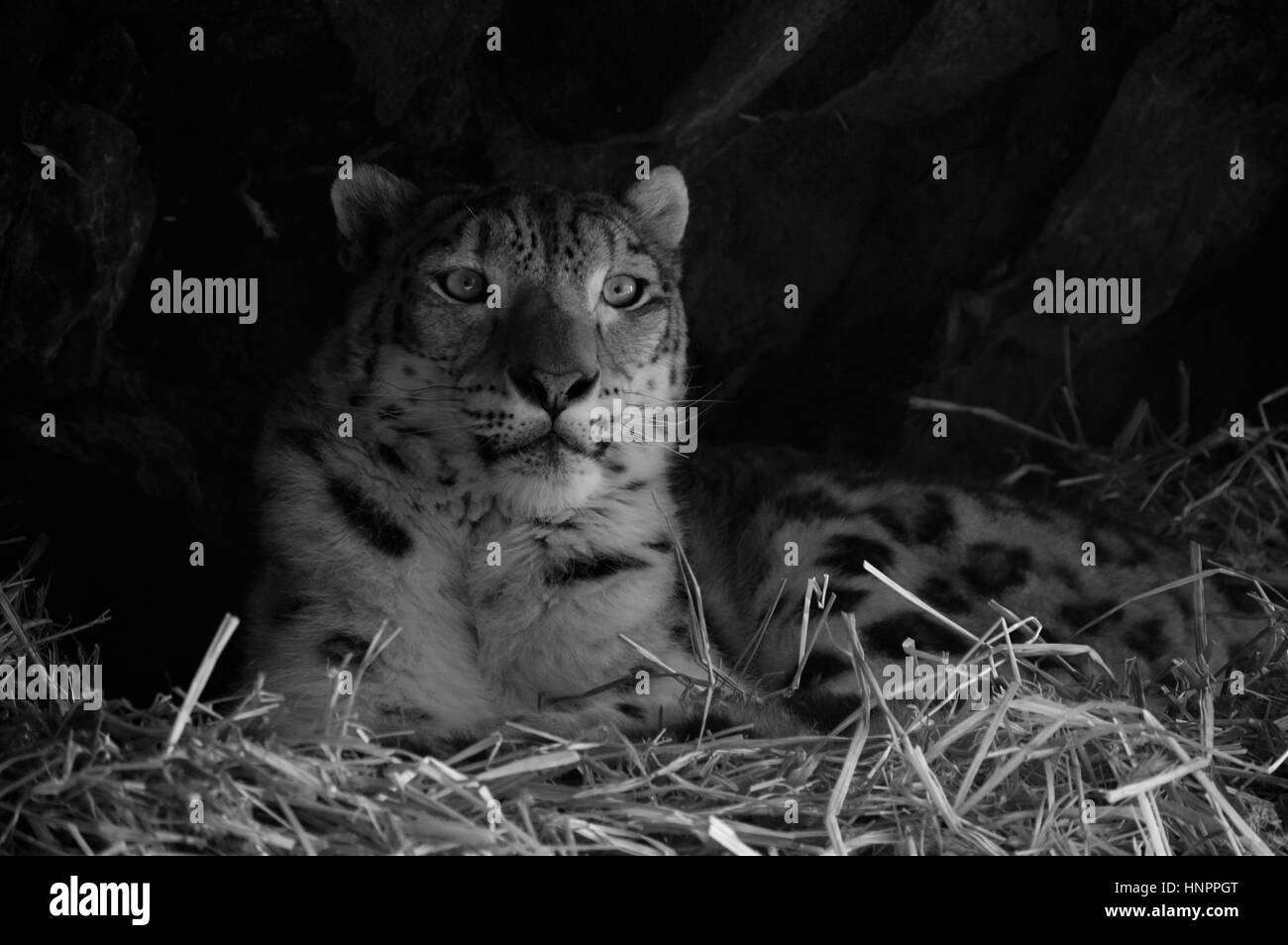 Snow leopard face Black and White Stock Photos & Images - Alamy