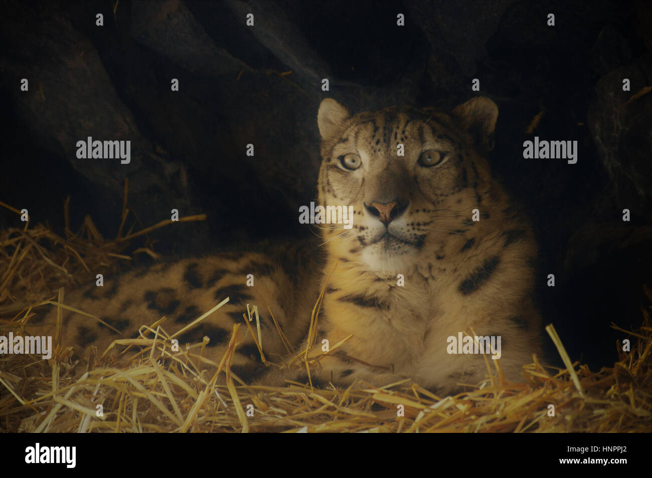 Close up of a snow leopard Stock Photo - Alamy
