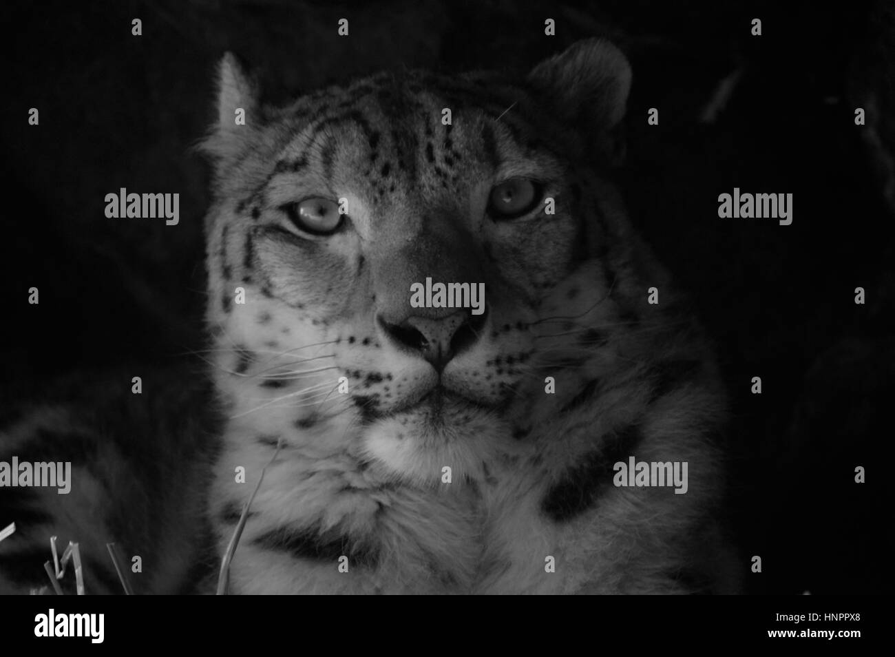 Close up of a snow leopard Stock Photo - Alamy