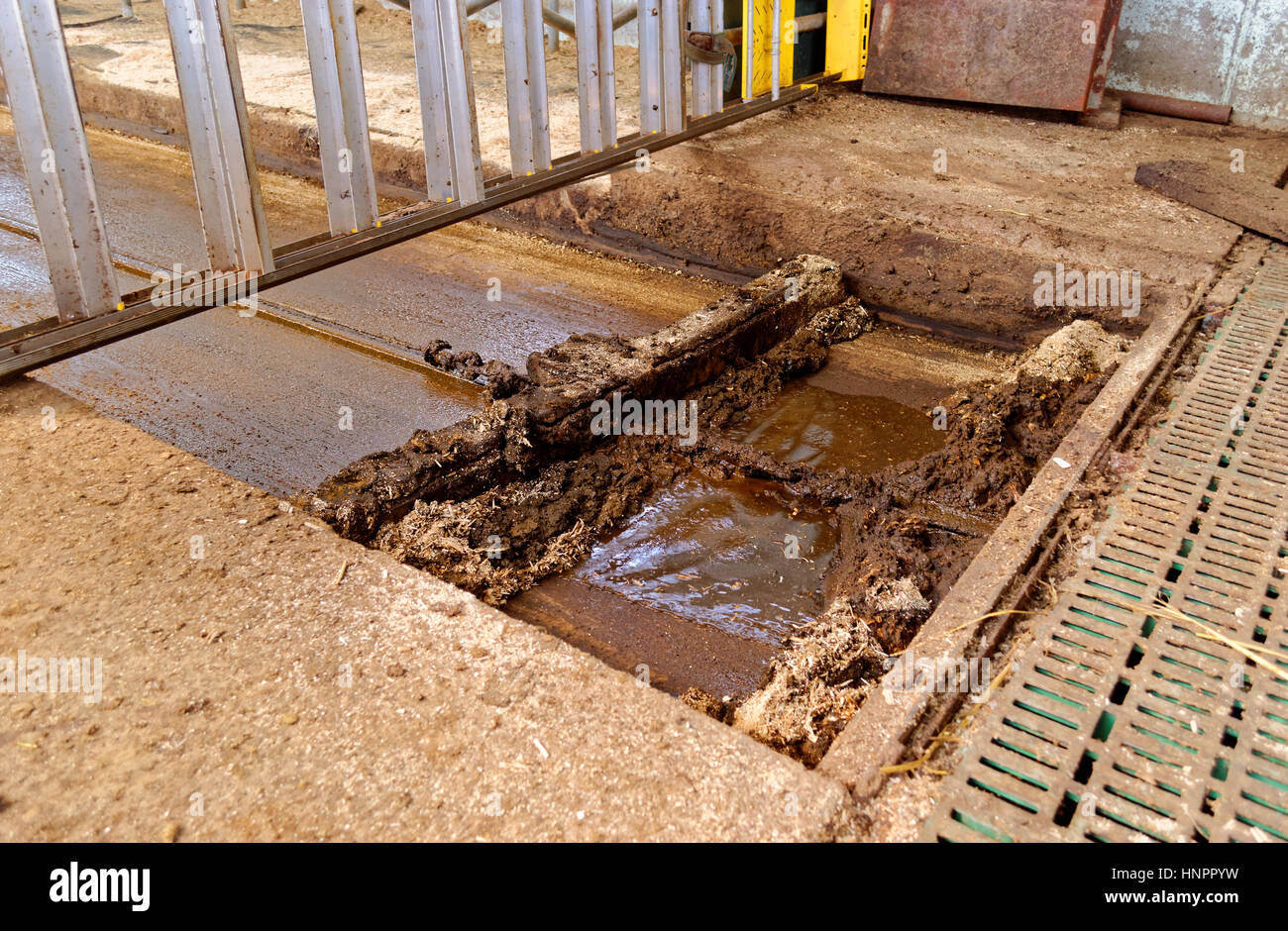 Automated removal of cow dung from the barn floor. Stock Photo