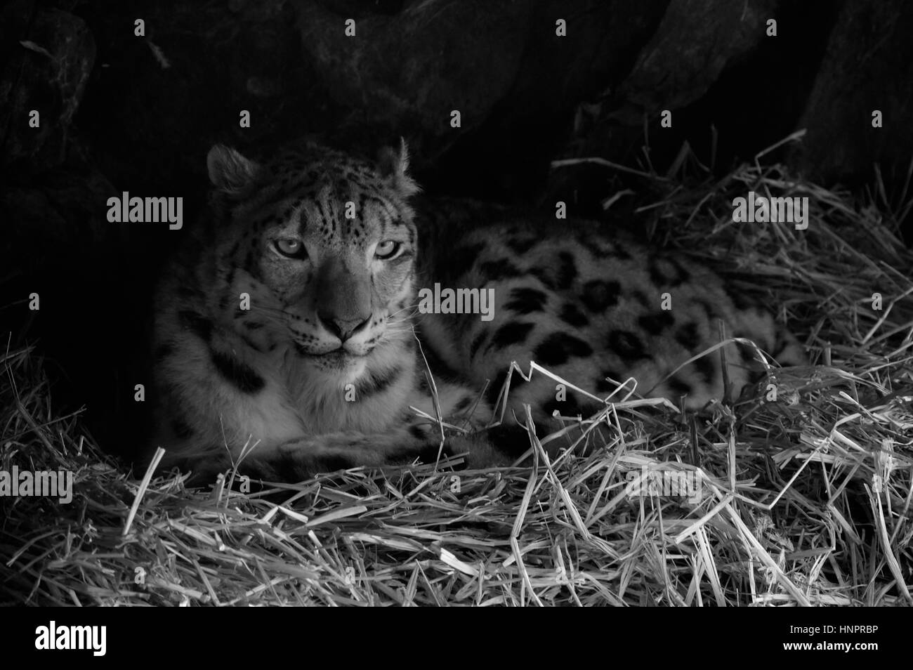Close up of a snow leopard Stock Photo - Alamy