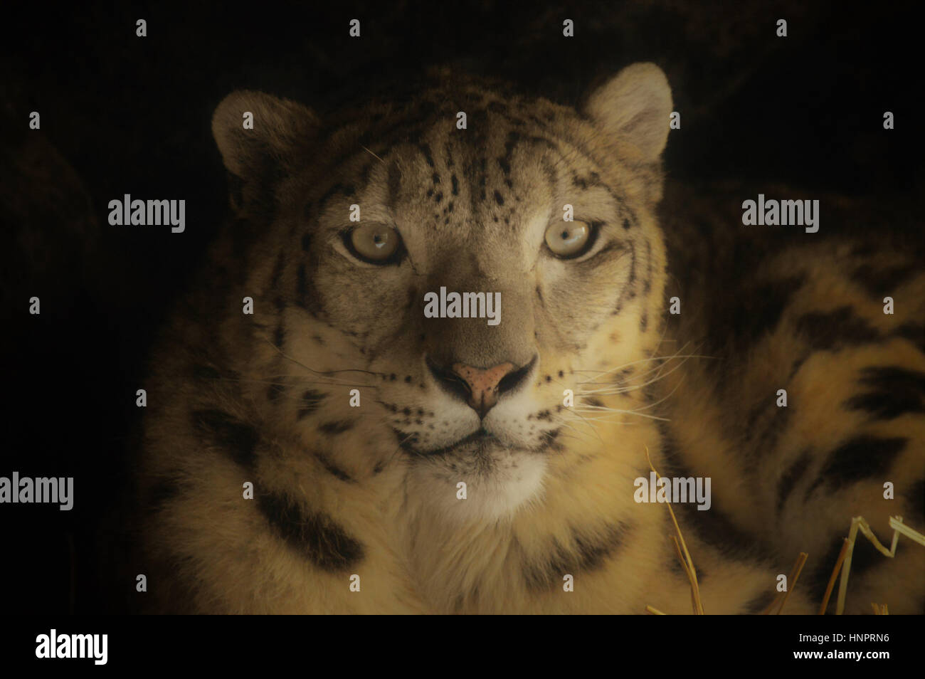Close up of a snow leopard Stock Photo - Alamy