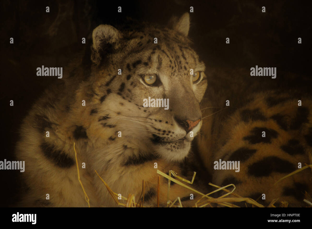 Close up of a snow leopard Stock Photo