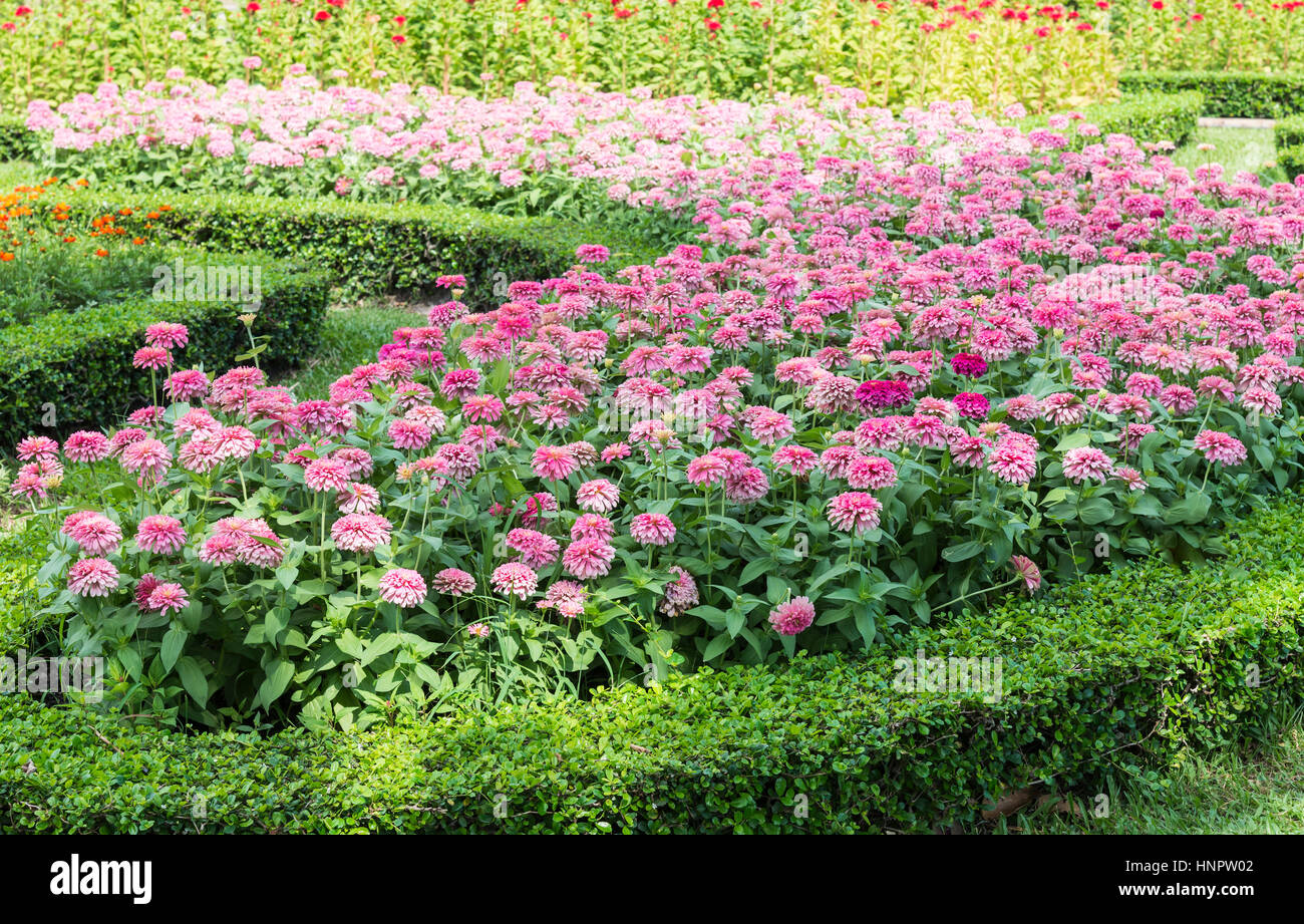 Spring Flour Row Row bright pink spring hi-res stock photography and images - Alamy
