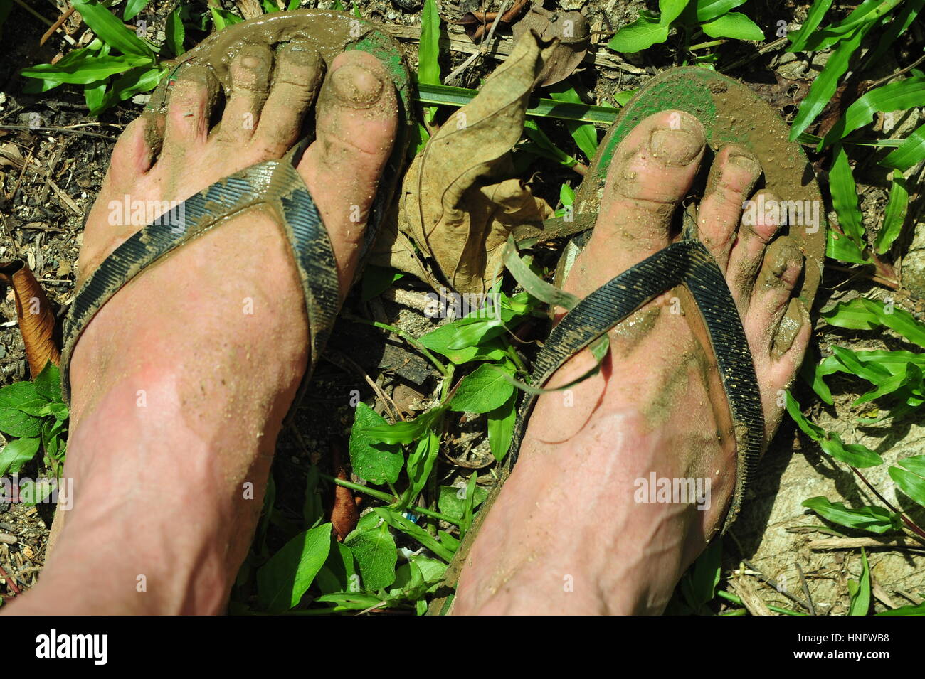 Hiking in the Rainforest Stock Photo - Alamy