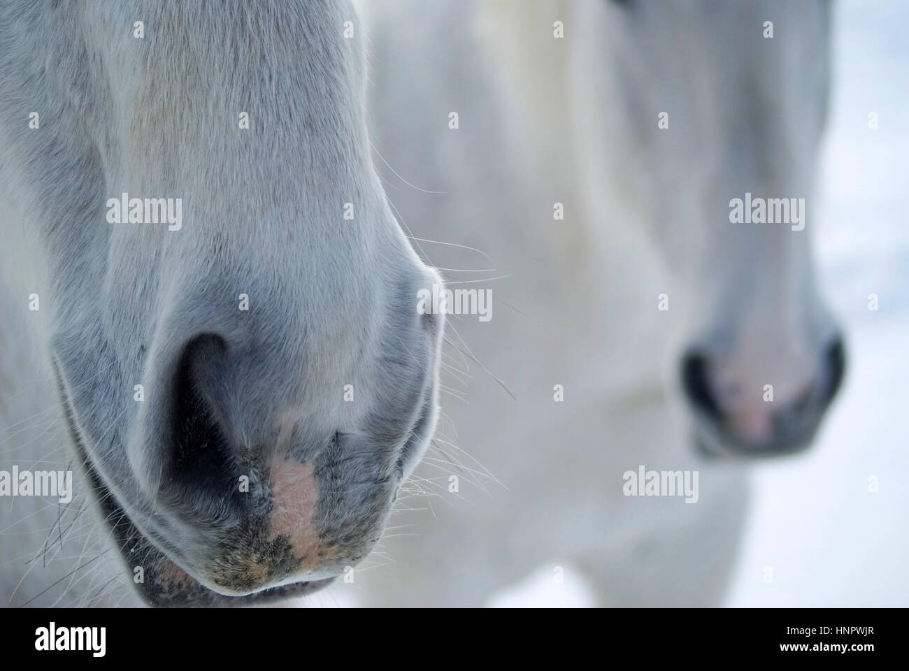 Two horses noses in close up on a winter day Stock Photo