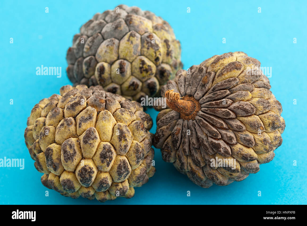Sugar apple or Custard apple (Cherimoya) on a lightblue background