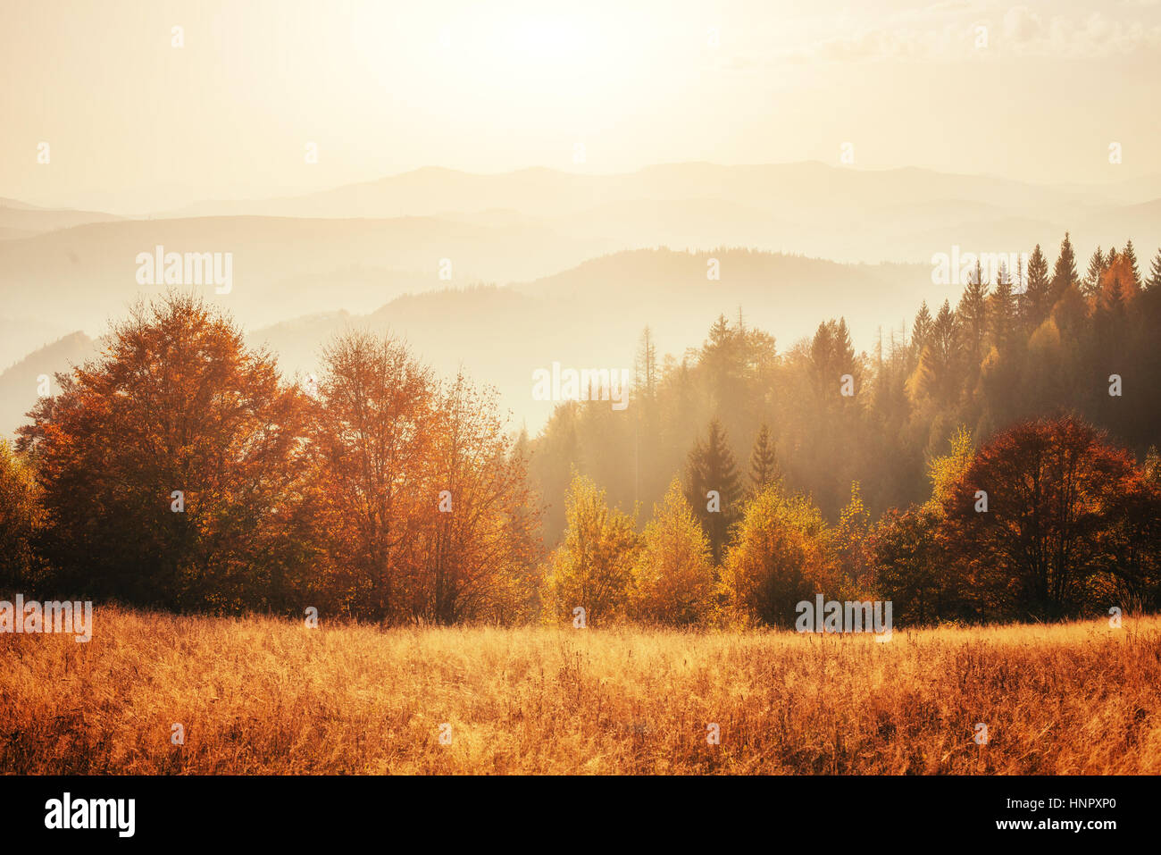 birch forest in sunny afternoon while autumn season Stock Photo - Alamy