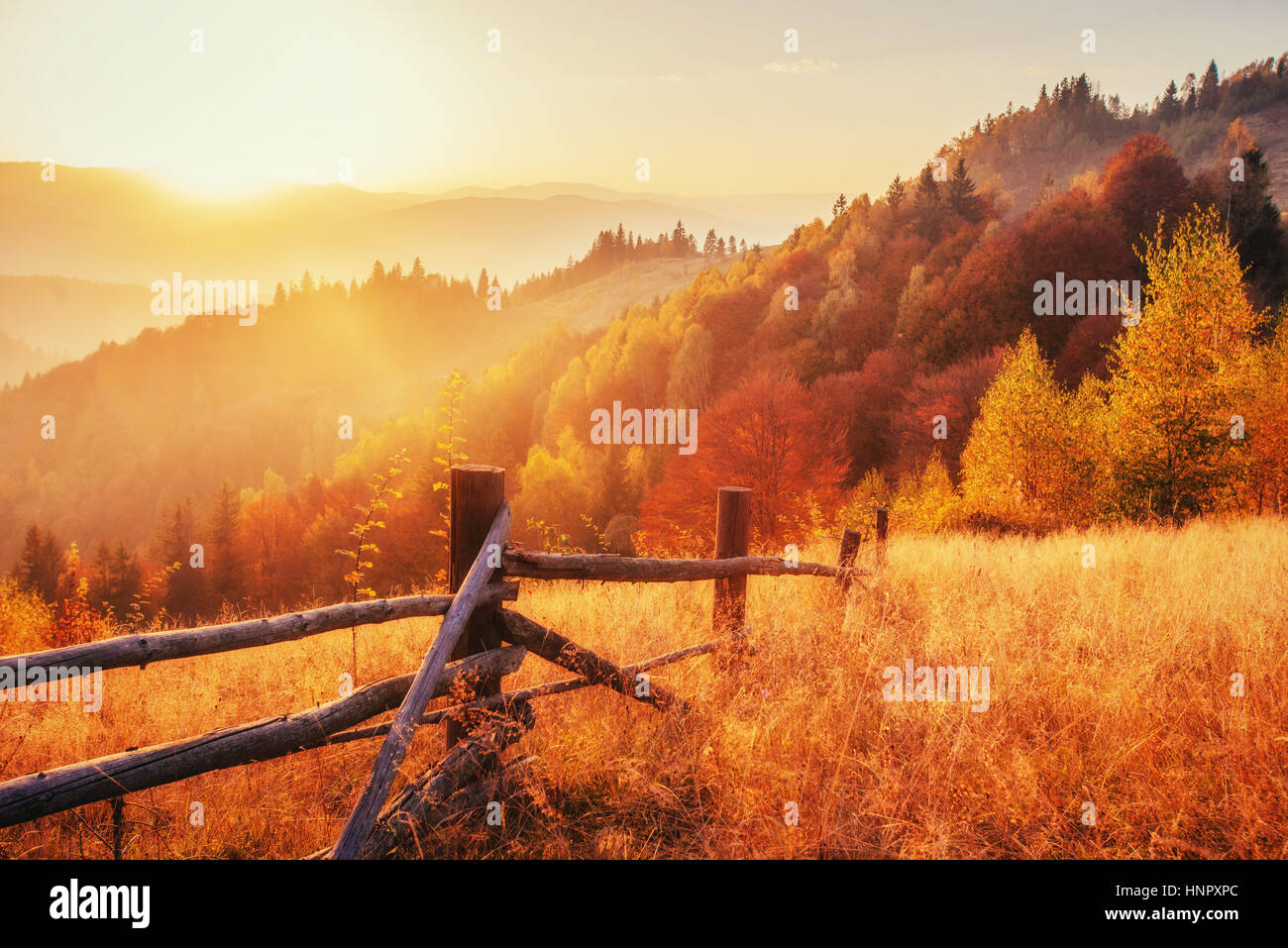 birch forest in sunny afternoon while autumn season Stock Photo - Alamy