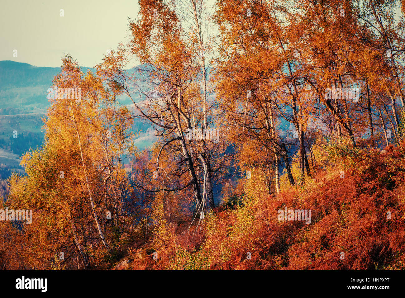 birch forest in sunny afternoon while autumn season Stock Photo - Alamy