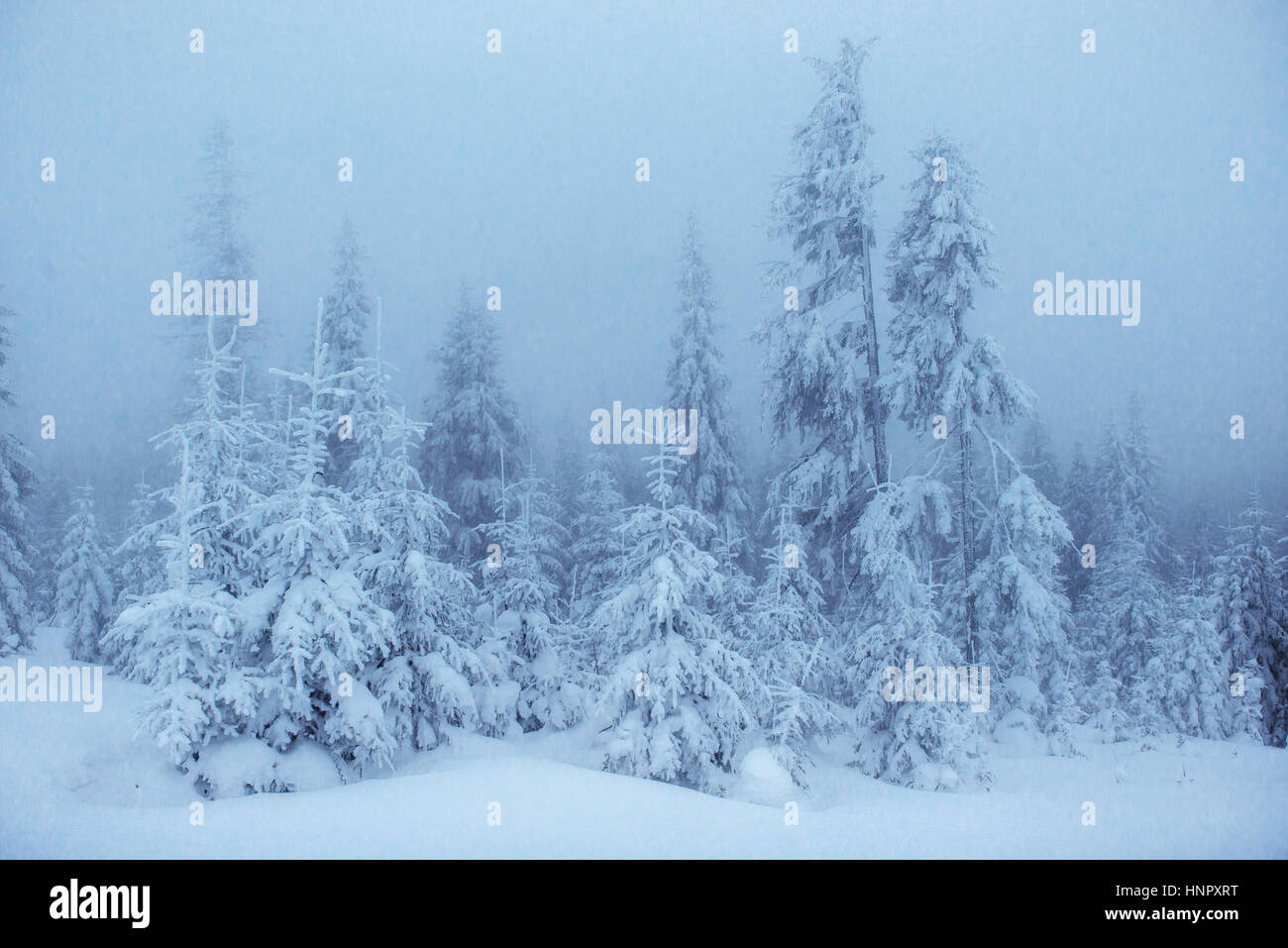 winter landscape trees in frost and fog Stock Photo - Alamy