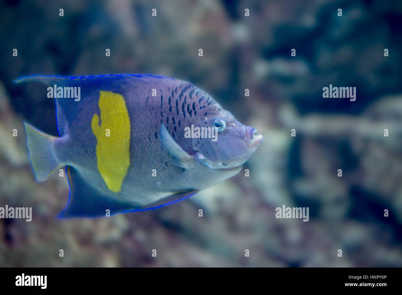 Yellowband angelfish or Pomacanthus maculosus Stock Photo