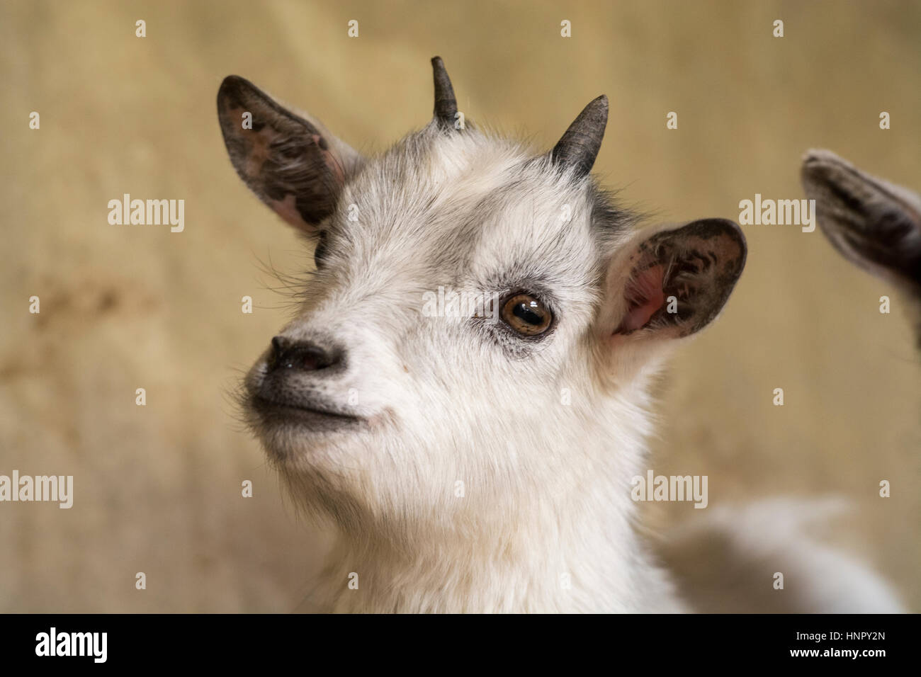 Young pygmy goat kid. Yorkshire, UK Stock Photo Alamy
