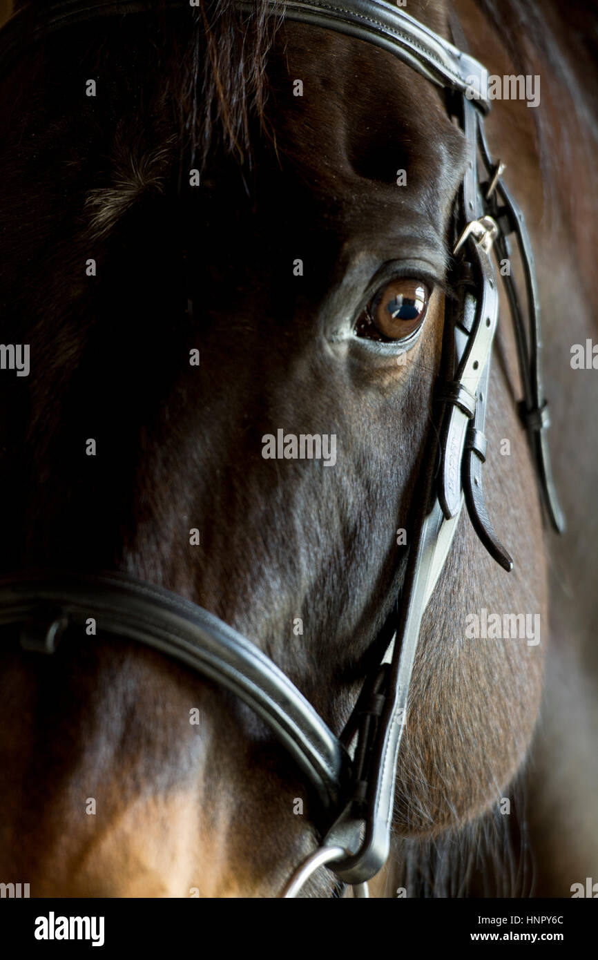 Portrait of an ex racehorse, Sharp Shoes, taken with bridle on. North Yorkshire, UK. Stock Photo