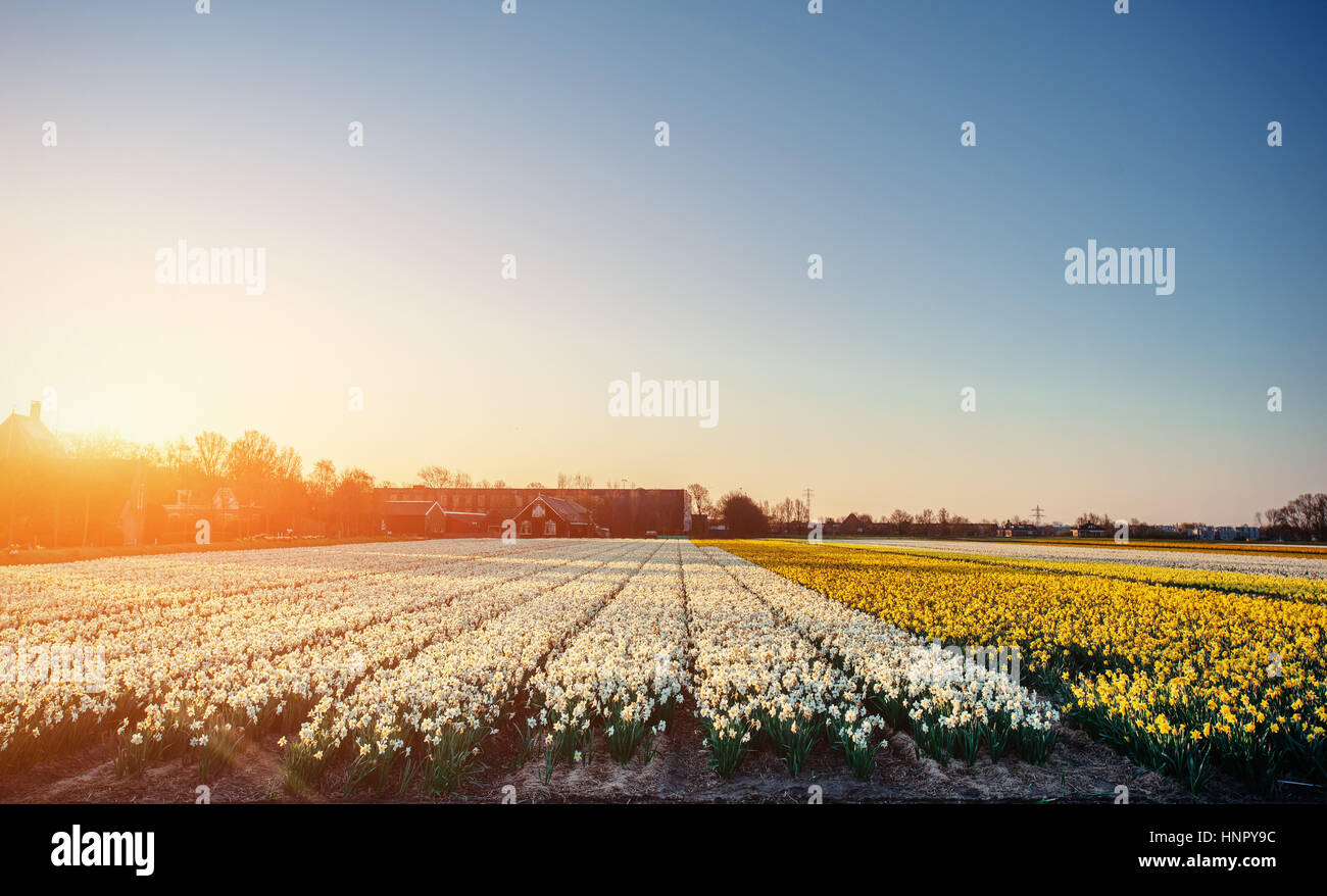 Tulips flower field in sunset hi-res stock photography and images - Alamy