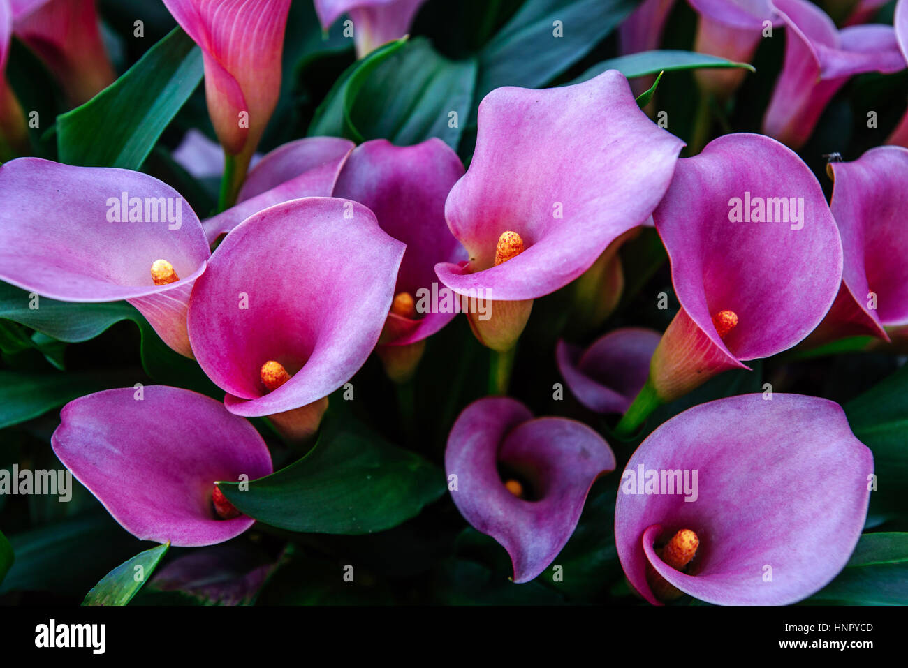 Calla lilys. Abstract background. Keukenhof Flower Park Stock Photo Alamy