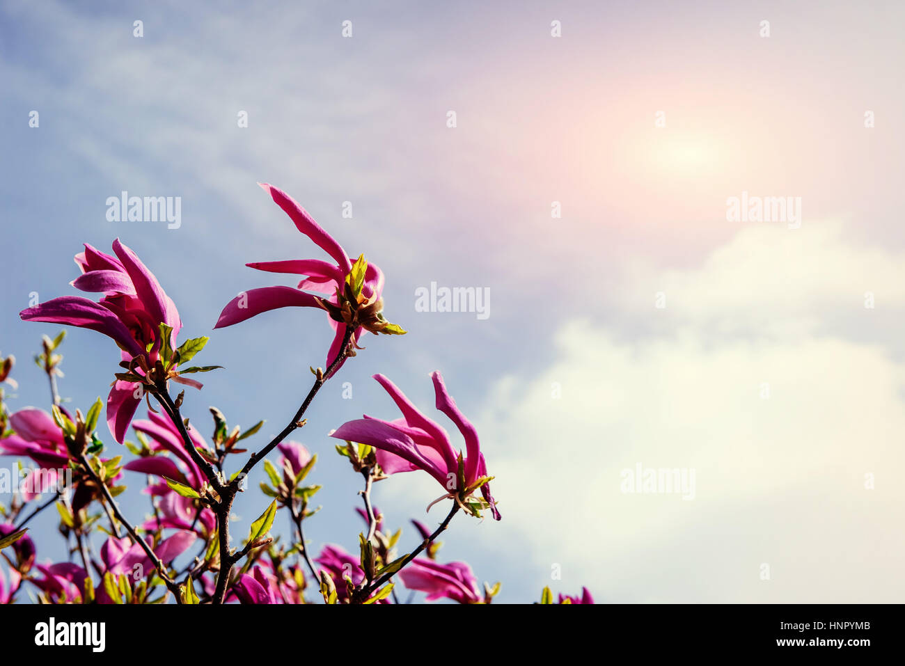 Beautiful pink spring flowers magnolia on a tree branch Stock Photo - Alamy