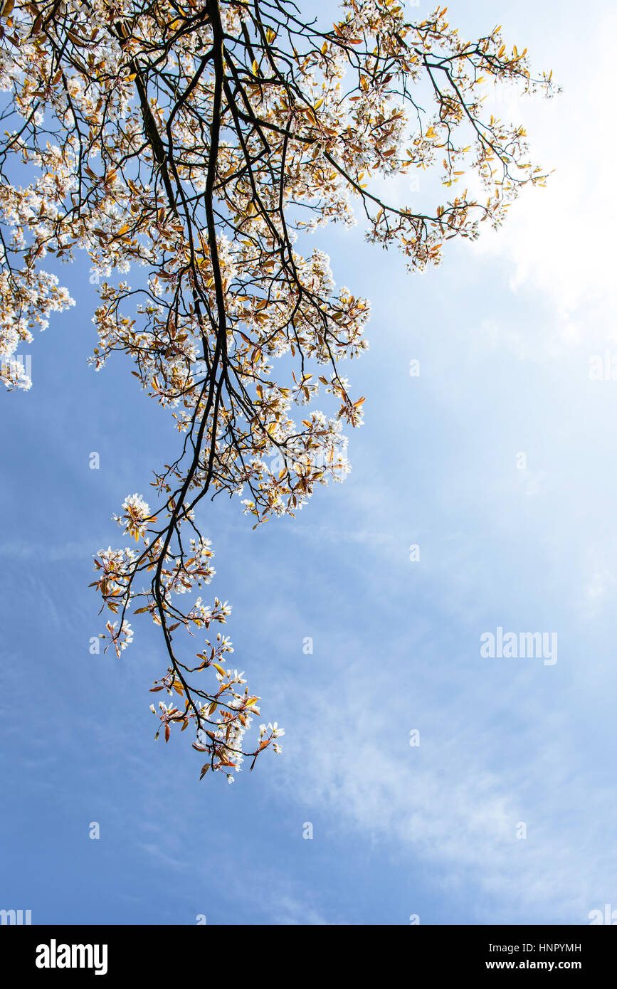 Beautiful pink spring flowers magnolia on a tree branch Stock Photo - Alamy