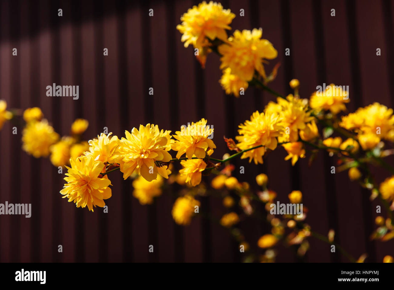 yellow flowers blossom in spring time. Stock Photo