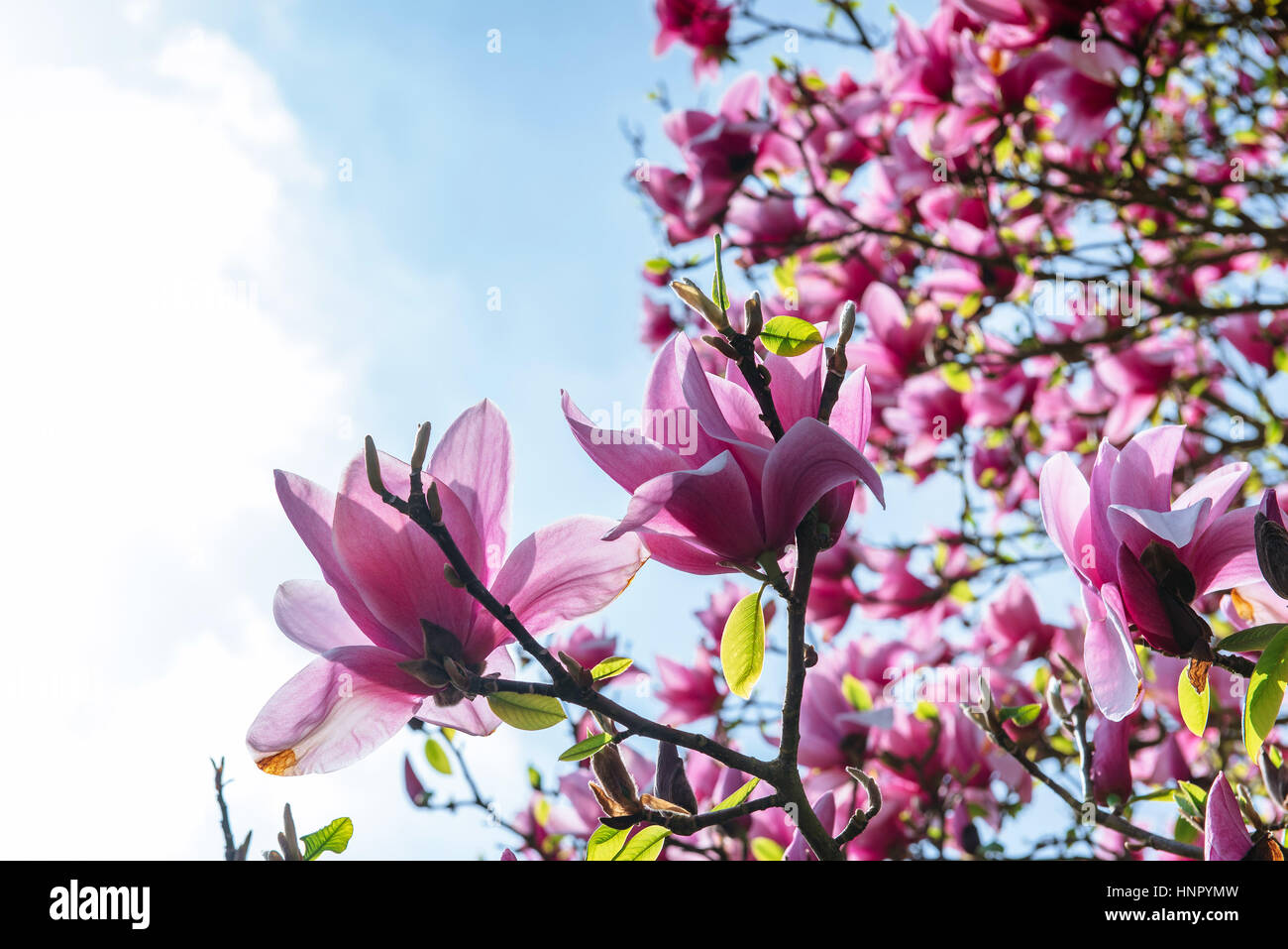Beautiful pink spring flowers magnolia on a tree branch Stock Photo - Alamy