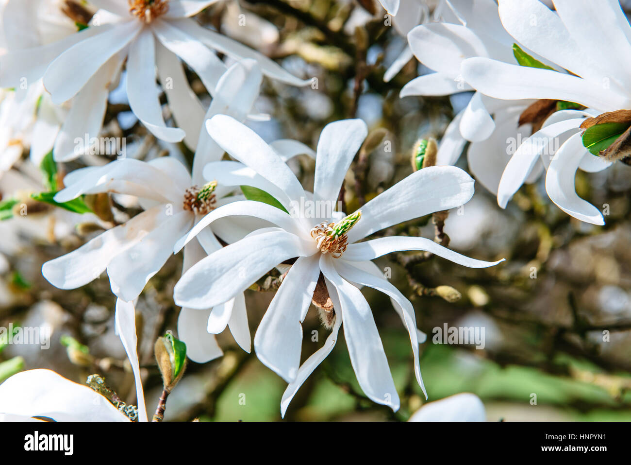 Beautiful pink spring flowers magnolia on a tree branch Stock Photo - Alamy