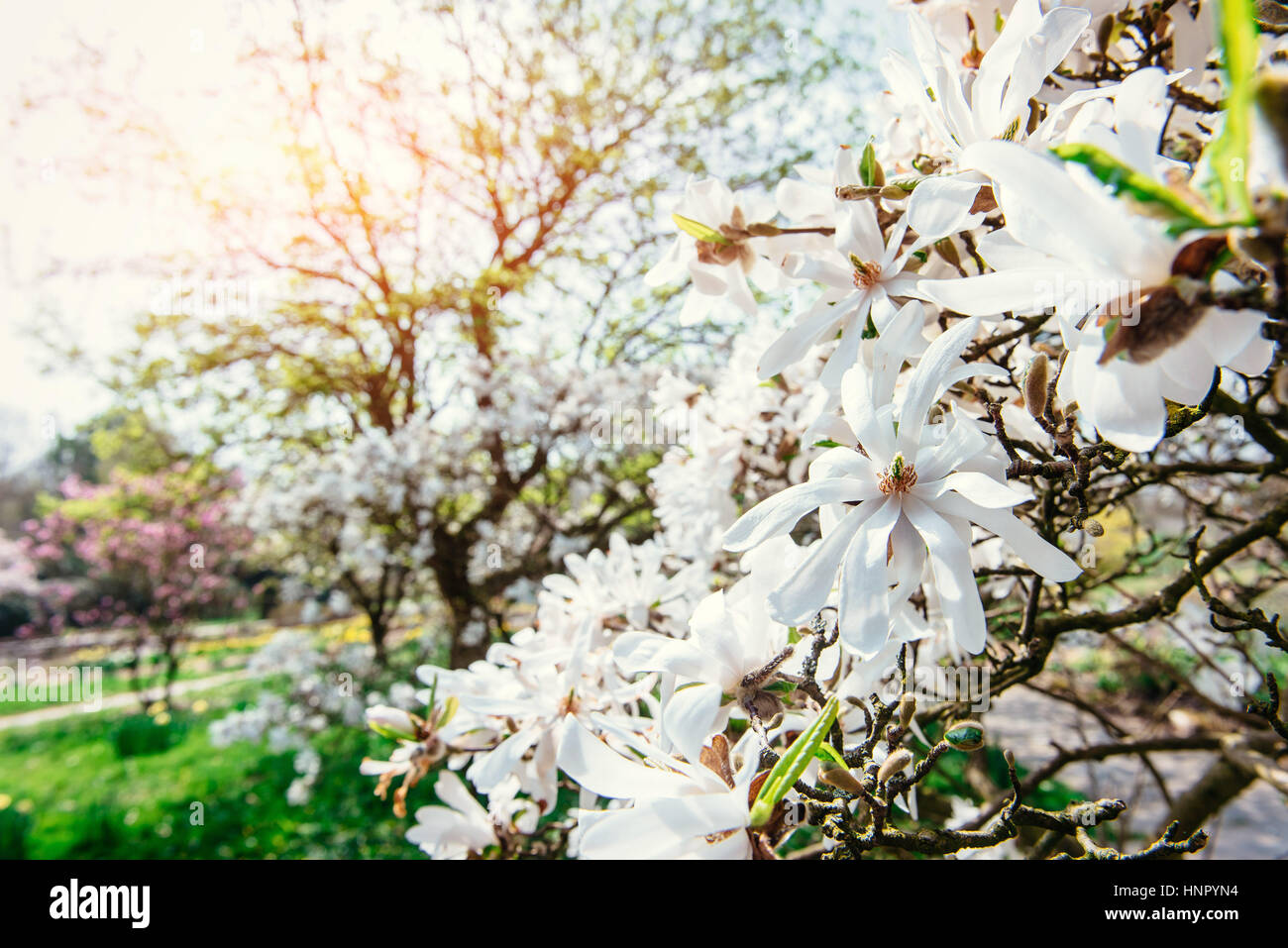 Beautiful pink spring flowers magnolia on a tree branch Stock Photo - Alamy