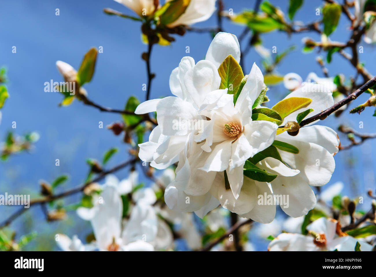 Beautiful pink spring flowers magnolia on a tree branch Stock Photo - Alamy