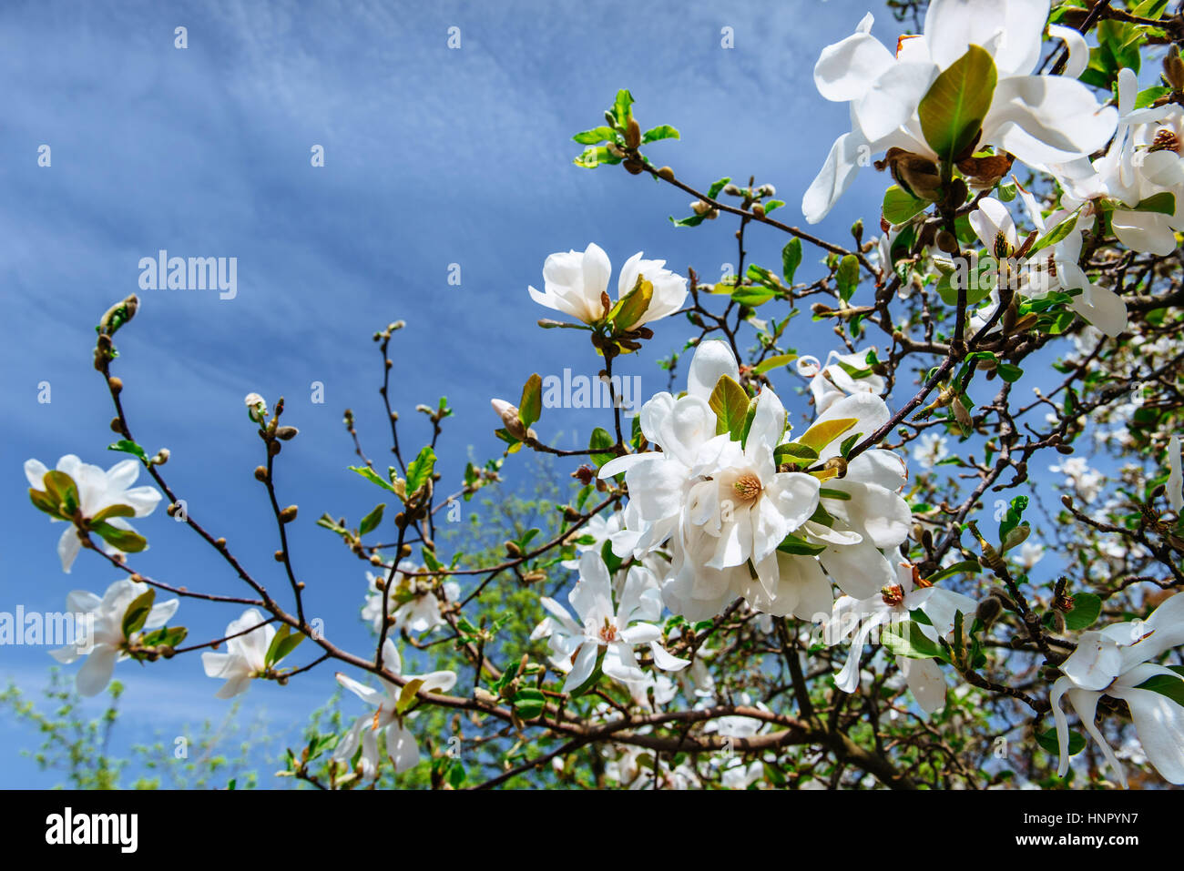 Beautiful pink spring flowers magnolia on a tree branch Stock Photo - Alamy