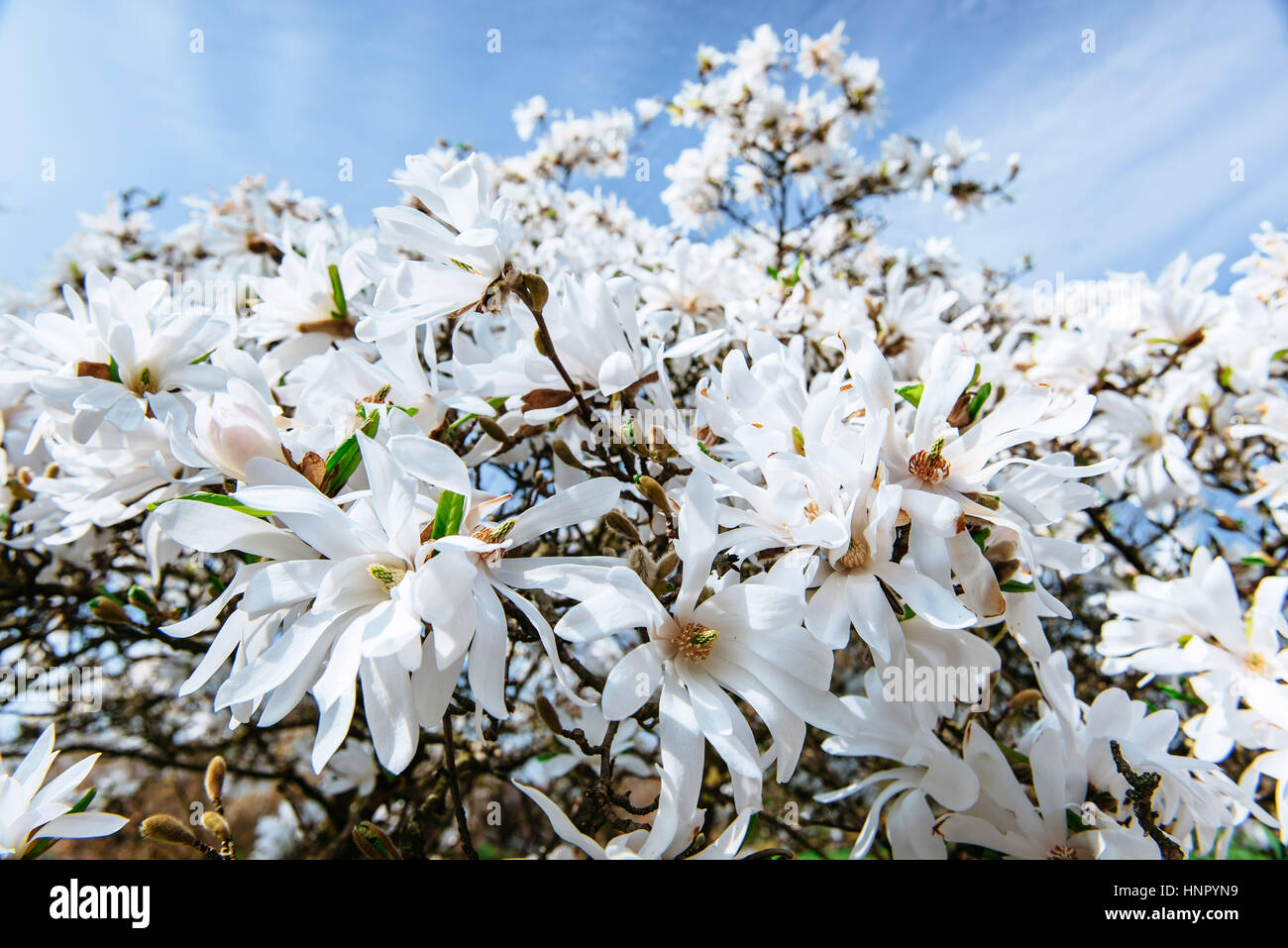 Beautiful pink spring flowers magnolia on a tree branch Stock Photo - Alamy