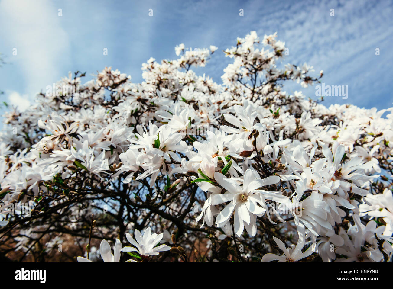 Beautiful pink spring flowers magnolia on a tree branch Stock Photo - Alamy