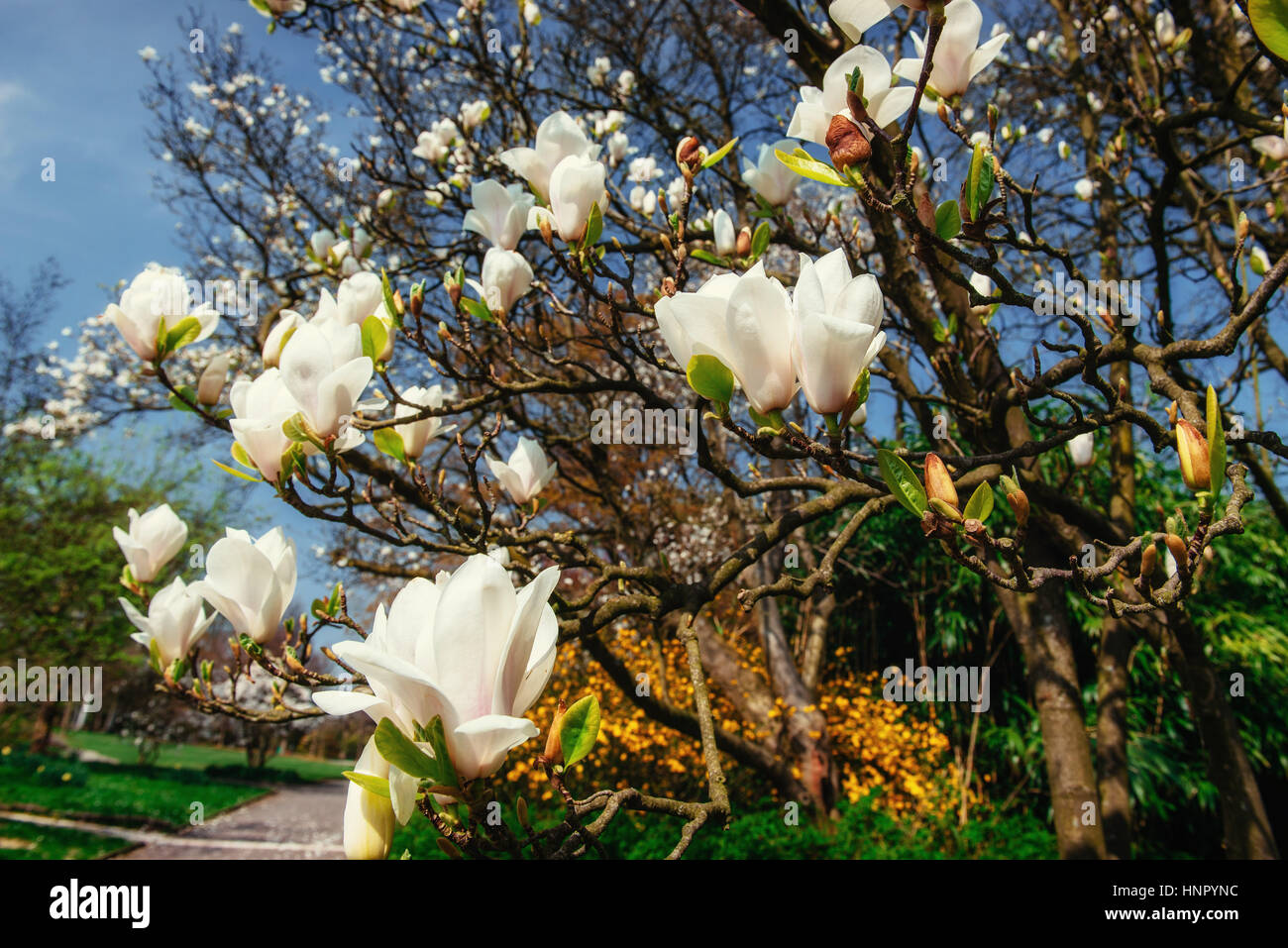 Beautiful pink spring flowers magnolia on a tree branch Stock Photo - Alamy