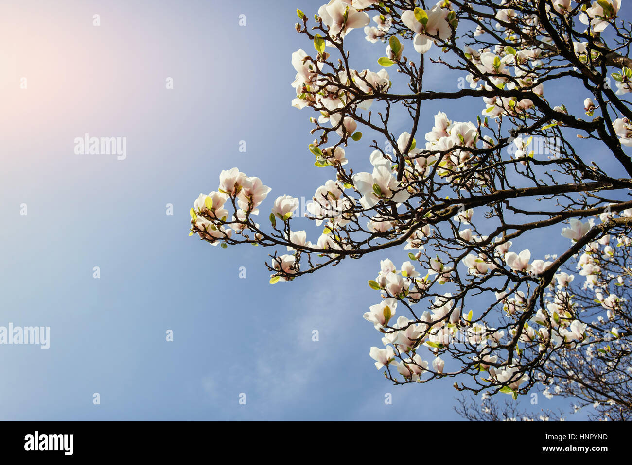 Beautiful pink spring flowers magnolia on a tree branch Stock Photo - Alamy