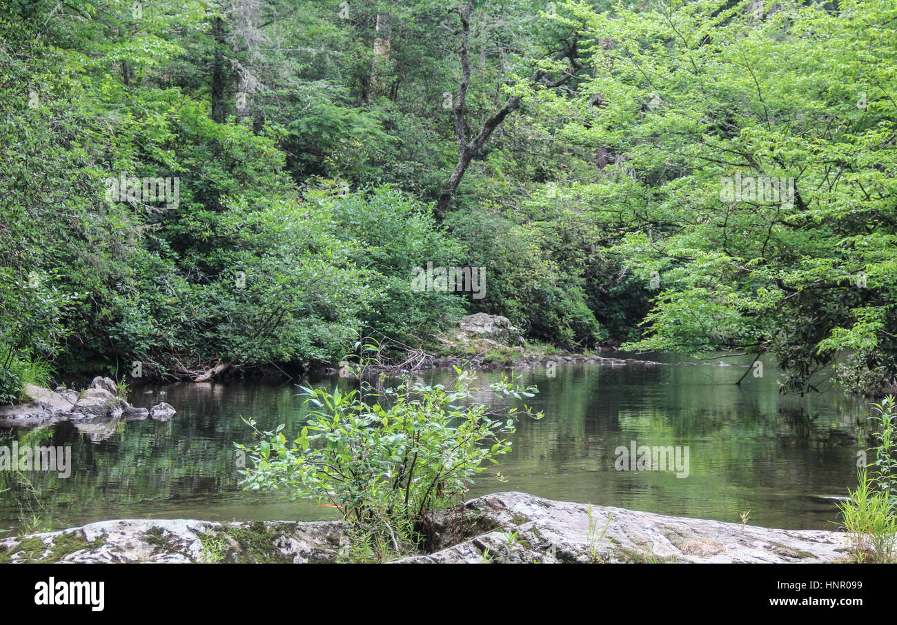 Trees reflected in a mountain stream in Smoky Mountain National Park. Stock Photo