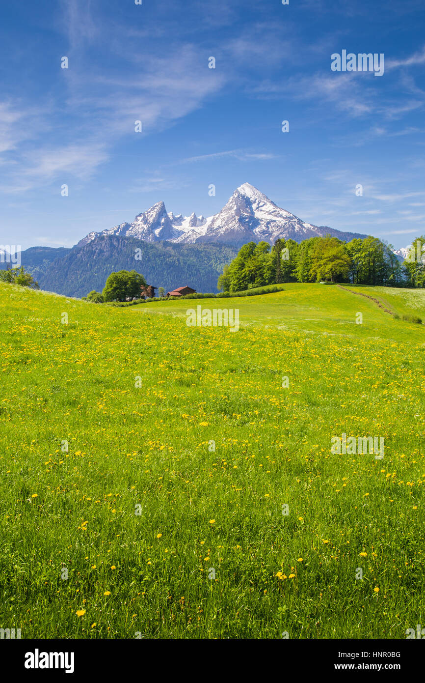 Idyllic landscape in the Alps with fresh green meadows and blooming ...