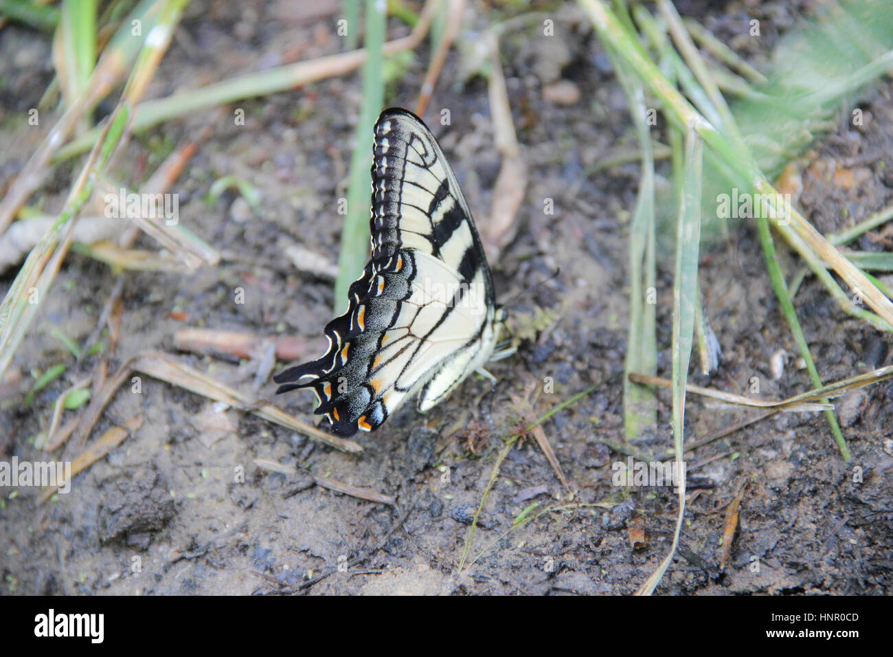 Eastern Tiger Swallowtail Butterfly resting on ground Stock Photo