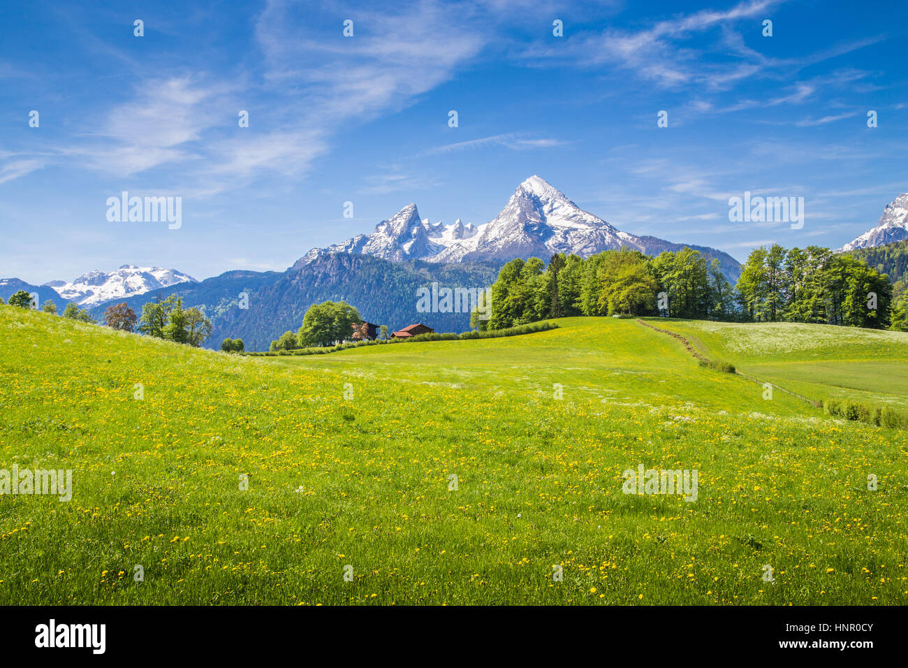 Idyllic landscape in the Alps with fresh green meadows and blooming flowers and snow-capped mountain tops in the background on a sunny day in summer Stock Photo