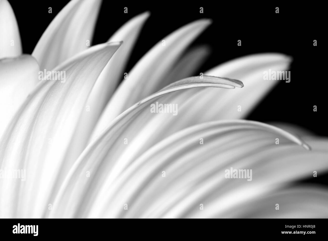 Black and white flower.  Black background. Gerbera Stock Photo